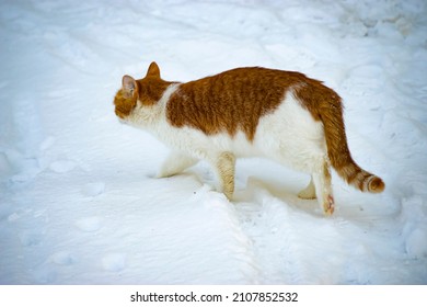 Active domestic red cat went out for walk in freshly fallen snow and sneaks through snowdrifts. Cat is not afraid of cold