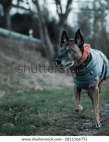 An active elderly Belgian Malinois or German Shepherd mix wearing a warm turquoise jacket and orange bandana enjoys a brisk walk or run through a gray