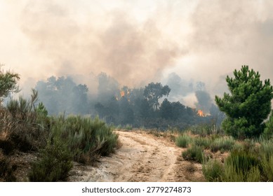 Active forest fire in a pine forest area with dense smoke over a rural dirt road