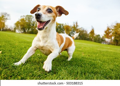 Active frisky small pet playing dancing on the grass. Smiling cute Jack russell terrier in the dynamic pose in the movement.   series of photos