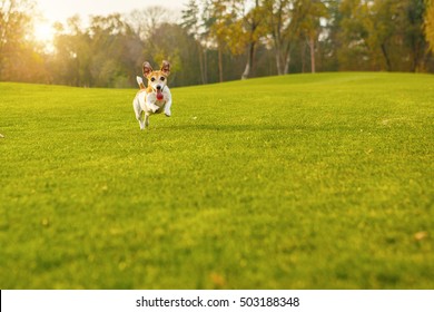 Active Funny Jumping  Jack Russel Terrier Running On Green Meadow. Happy Natural Background Pet.  Series Of Photos