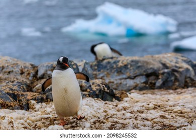 Active Gentoo Penguin Walking Face On In The Scenic Antarctica Landscape  With A Blurred Blue Ice Background 