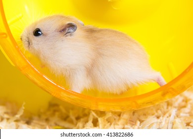 854 Hamster sport Images, Stock Photos & Vectors | Shutterstock