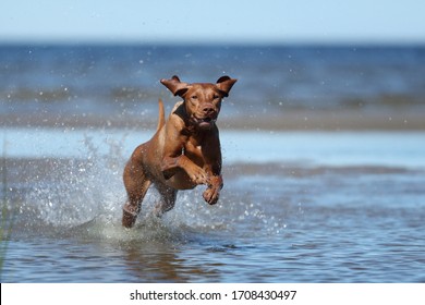 Active Happy Hungarian Dog Vyzhla Runs And Plays In The Water