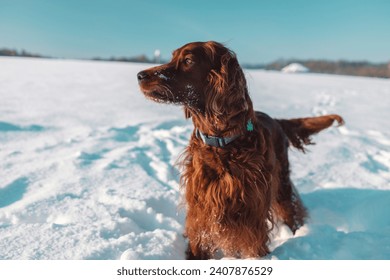 Active Irish Setter dog running slow motion footage during the snowy walking, having fun in winter park during beautiful sunny winter day. High quality photo - Powered by Shutterstock