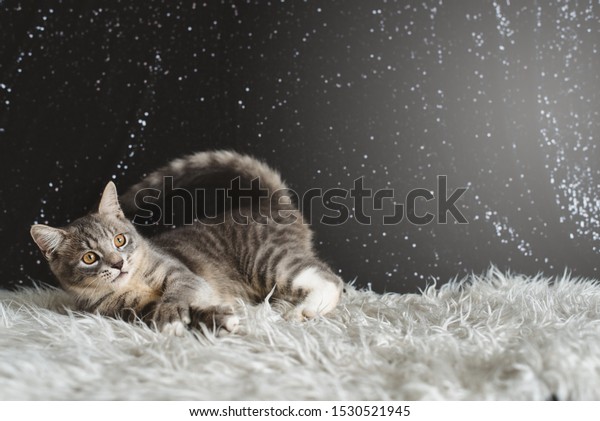 Active Kitten Playing Mixed Breed Maine Stock Photo Edit Now