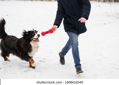 Active Large Dog Is Playing And Running With It's Owner With Red Chewing Toy Outdoors In Winter Sunny Day. Concept Of Friendship, Training, Dressing, Walking, Healthy Lifesrtyle.