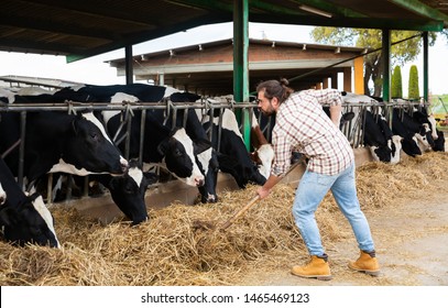 Active man farmer with shovel working and taking care cows at  cowhouse at farm - Shutterstock ID 1465469123