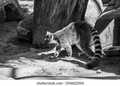 Active Mid Day Ringtail Lemur