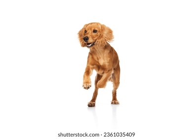 Active pet, purebred dog, English cocker spaniel in motion, playing, running isolated on white background. Concept of domestic animals, pet care, vet, action, love, friend. Copy space for ad