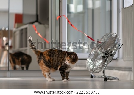 Active playful domestic cat stands next to fan and looks around in search of red ribbon developing in wind. Striped fluffy kitten located near with open window or door and is reflected in mirror