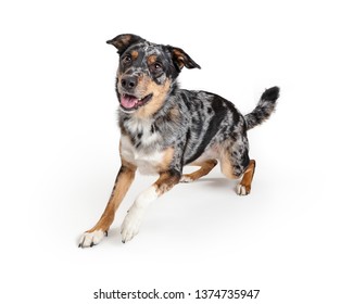 Active Playful Young Australian Shepherd Crossbreed Dog Rising Up To Run Forward With Happy Smiling Expression