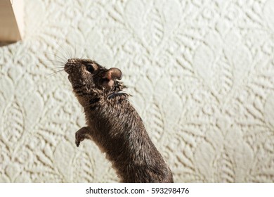 active rodent