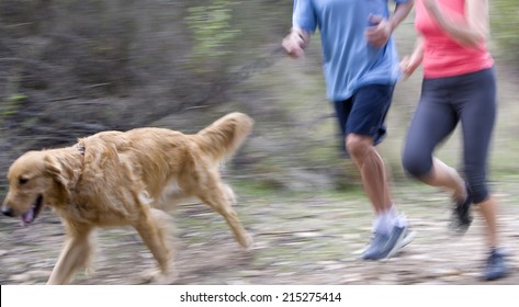 Active Senior Couple, In Sportswear, Jogging Along Woodland Path With Golden Retriever, Side View, Low Section (blurred Motion)