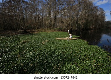 Active Senior Kayaker Gets Stuck In A Raft Of Water Hyacinth On Fisheating Creek, Florida.