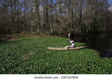 Active Senior Kayaker Gets Stuck In A Raft Of Water Hyacinth On Fisheating Creek, Florida.