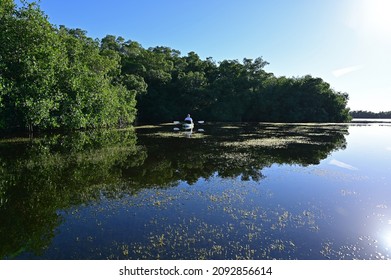 Active Senior Kayaking On Coot Bay In Everglades National Park, Florida On Clear Calm Sunny Winter Afternoon.