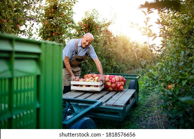 Active senior man farmer arranging freshly harvested apple fruit in orchard. - Powered by Shutterstock