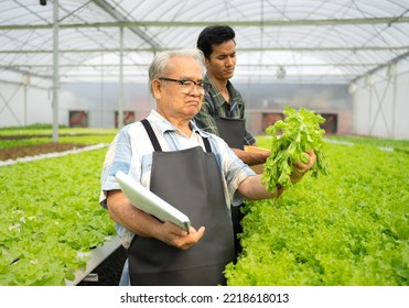 Active Senior Man Is Working In Agriculture Farm Plant Organic Vegetable In Hydroponic Gardening. Asian Elderly Person Cultivated Green Lettuce Salad Horticulture As Small Business. Healthy Lifestyle.