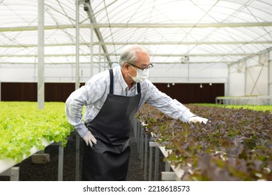 Active Senior Man Is Working In Agriculture Farm Plant Organic Vegetable In Hydroponic Gardening. Asian Elderly Person Cultivated Green Lettuce Salad Horticulture As Small Business. Healthy Lifestyle.