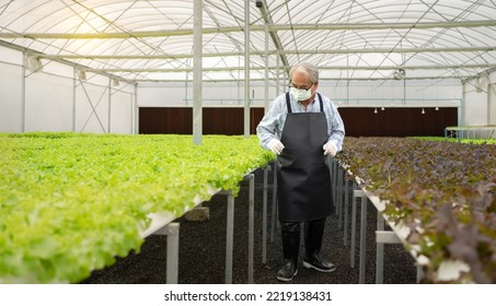 Active Senior Man Is Working In Agriculture Farm Plant Organic Vegetable In Hydroponic Gardening. Asian Elderly Person Cultivated Green Lettuce Salad Horticulture As Small Business. Healthy Lifestyle.