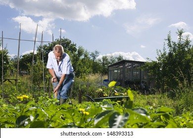 Active Senior Man Working In Allotment