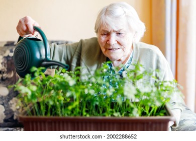 Active Senior woman of 90 years watering parsley plants with water can at home. Happy retired lady - Powered by Shutterstock