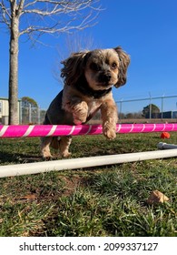 Active Senior Yorkshire Terrier Small Dog Jumping Over Pink And White Agility Bar Outside In Green Grass Yard With Blue Color Sky Background 