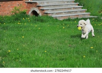 An active side-view shot of a small white Bichon Frise dog running across a green lawn with a tennis ball in its mouth. The left side of the frame features a wide grassy field providing generous copy space for text.