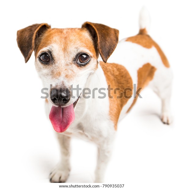 active small breed dogs
