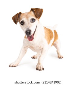 Active small dog wants to play. Excited look dog is standing in full growth in an excited impatient pose preparing to run. Cute pet Jack Russell terrier on white background