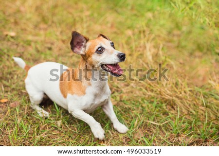 Active small pet Jack Russel terrier playing outside with V wating bring the stick. Cute funny pet outside walking leisure