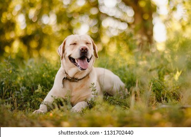 Активная, улыбка и счастливый породистый лабрадор ретривер собака на открытом воздухе в травяном парке в солнечный летний день.