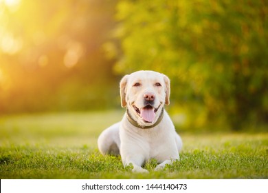 64,755 Adventure dog Images, Stock Photos & Vectors | Shutterstock