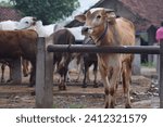 Activity at the animal market, cattle will be sold, they will be pulled by the seller and then placed at the sales place