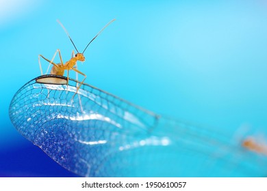 Activity Of The Ant In The Photo In A Unique Moment