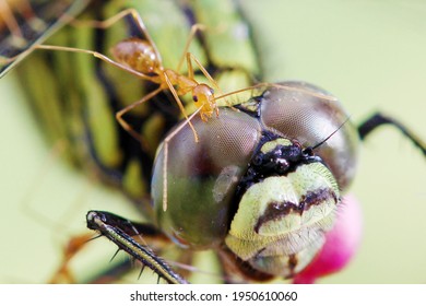 Activity Of The Ant In The Photo In A Unique Moment