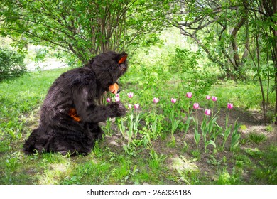 actor dressed as bear smells tulips against the background of green bushes