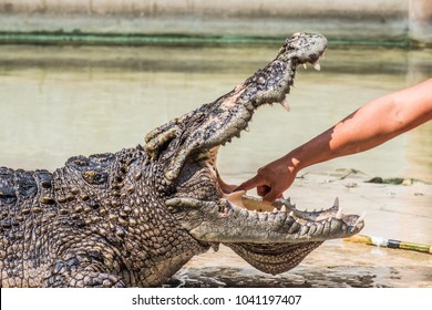 Actors are fighting with crocodiles in red costume wearing crocodile sleeves to show crocodiles in zoos. Dangerous Thailand Amphibians Personal ability