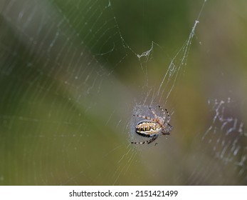 Aculepeira Armida. Spider In Its Natural Environment.