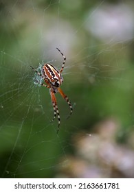 Aculepeira Armida. Spider In Its Natural Environment.