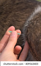 Acupuncture Of A Dog's Knee