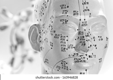 Acupuncture Head Model