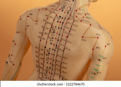 Stomach Acupuncture Points Chart