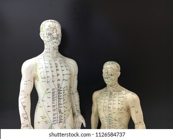 Acupuncture point models on black screen background for Traditional Chinese Medicine.
(针灸治疗 / 针灸模型 / 繁体中文)