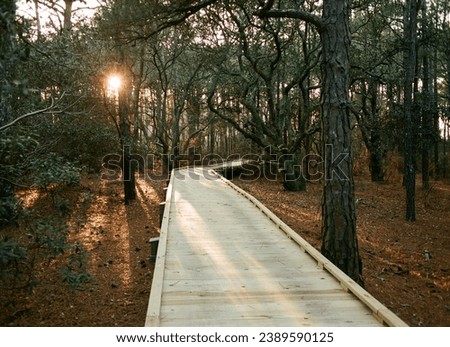 ADA trail in Nags Head woods North Carolina Stock foto © 