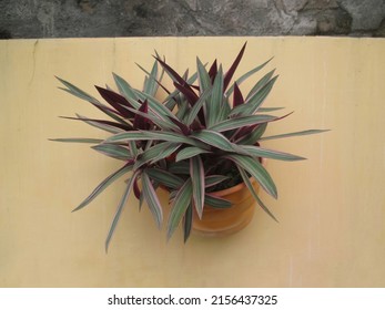 Adam Eve plant or Tradescantia spathacea growing in an earthenware pot on a light brown background.