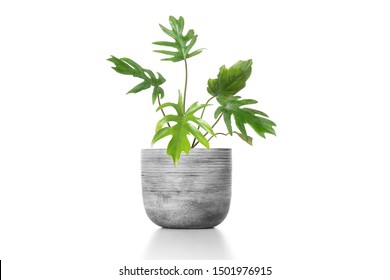 Adam's Rib Plant Flowerpot In Cement Vase Pot  Vase Isolated On White Background.