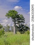 Adansonia gregorii, commonly known as the boab and also known by a number of other names, is a tree in the family Malvaceae, endemic to the northern regions of Western Australia and the Northern Terri