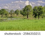 Adansonia gregorii, commonly known as the boab and also known by a number of other names, is a tree in the family Malvaceae, endemic to the northern regions of Western Australia and the Northern Terri